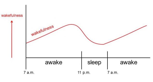 Figure 2.5 is a simple version of the rise and fall of circadian rhythms that promote wakefulness across the 24-hour day.