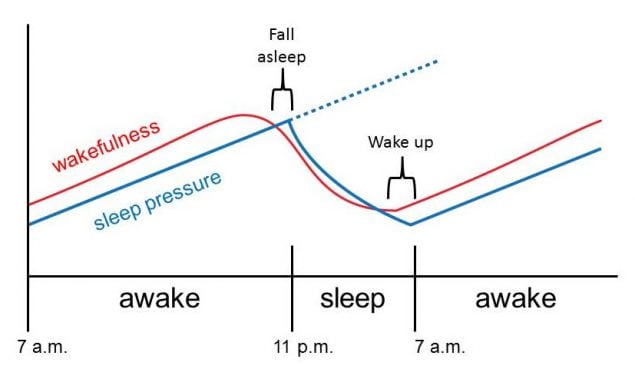Figure 2.6a. Homeostatic sleep pressure drive and circadian wakefulness rhythm are normally synchronized.