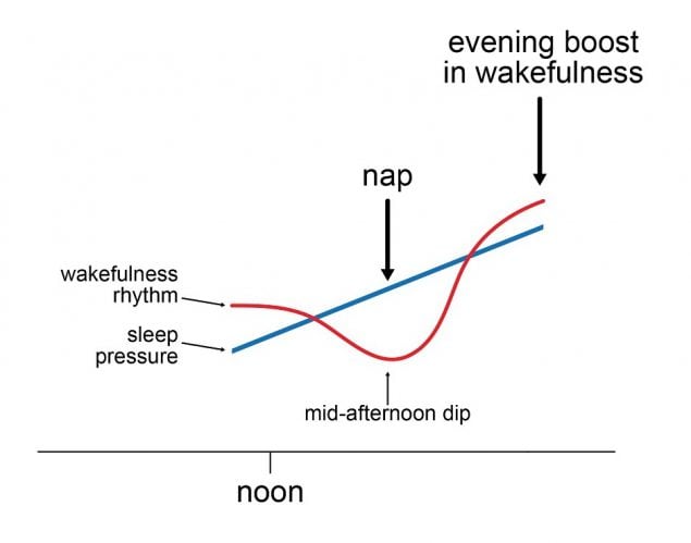 Figure 2.7 explains the underlying processes of why humans tend to feel sleepy and take a nap in the middle of the afternoon.