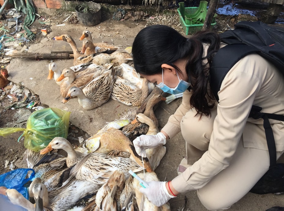 CAVET graduate collected samples from ducks in Takeo live bird market – August 2016