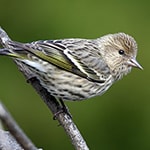 A wild songbird on a branch