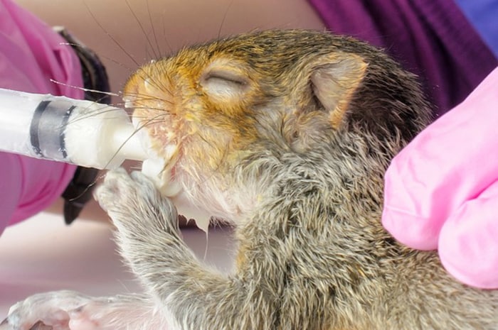 Squirrel Syringe Feeding