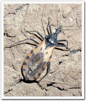 A picture of a Triatomine bug.