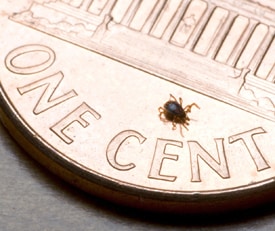 A nymphal stage <em>Ixodes scapularis</em> tick (about the size of a poppy seed) is shown here on the back of a penny. Credit: G. Hickling, University of Tennessee.