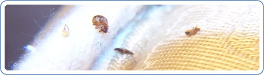 This image shows a common hiding place for bed bugs in the ribbing of a mattress especially around the corners. 