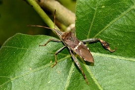 Leaf-footed bug