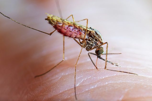 World Mosquito Day 2023: Joining Forces in the Global Fight Against Malaria