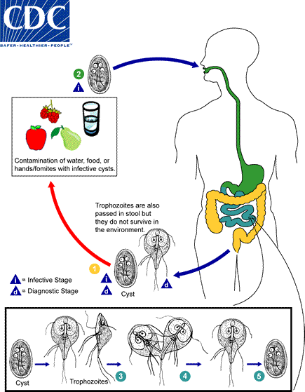 Life cycle of Giardia intestinalis