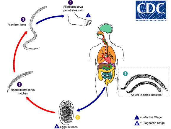 Life cycle of hookworm