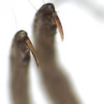 Image of an adult head louse's claws
