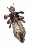 Adult head louse
