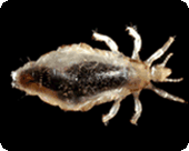 Image of a body louse under magnification.