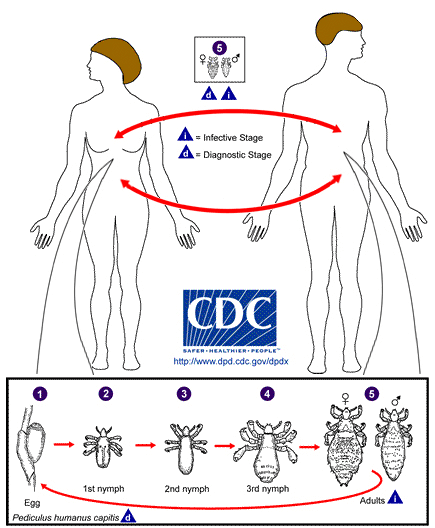 Pictoral representation of the life cycle of a body louse