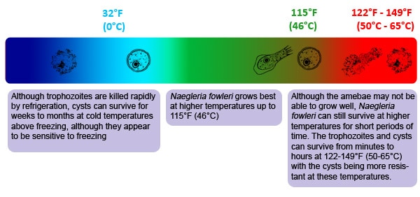linear colored chart showing temperatures at which Naegleria fowleri can survive and be inactivated. It shows gradation from dark blue, to light blue, to green, to red to illustrate the rise in temperatures. Drawings of the cyst form and the trophozoite form are shown intact at the temperatures which Naegleria survives and grows. They are shown becoming inactive at the extreme low and high temperatures.