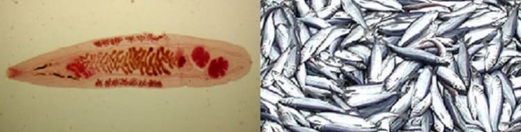 L: Adult of O. felineus. R: A large group of fish. Fish do not have to ingest anything because the parasite can encyst under the scales or in flesh. Eating infected fish can result in Opisthorchis infection