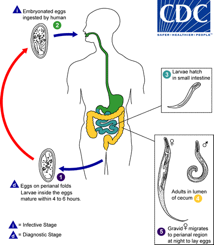 Life cycle of Enterobius vermicularis