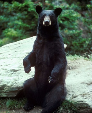 Black bears and feral hogs can harbor <em>Trichinella</em> infection, and have been associated with confirmed cases and outbreaks of trichinellosis among hunters in the United States.
