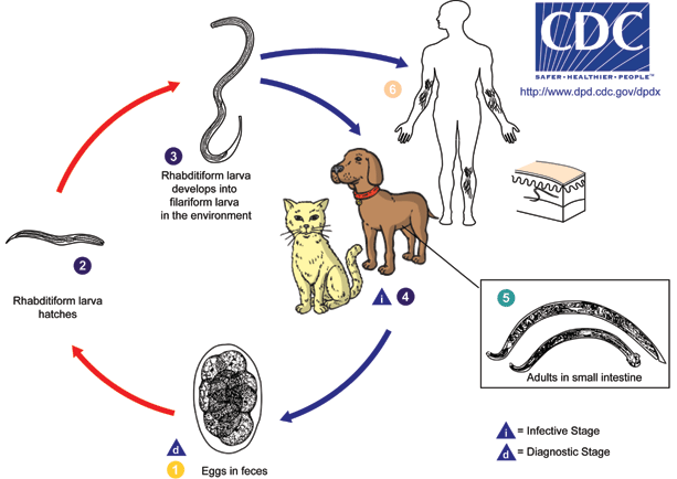 Image result for dog heartworm life cycle cdc