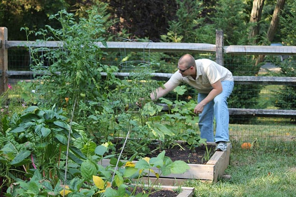Man working with plants in a raised garden bed