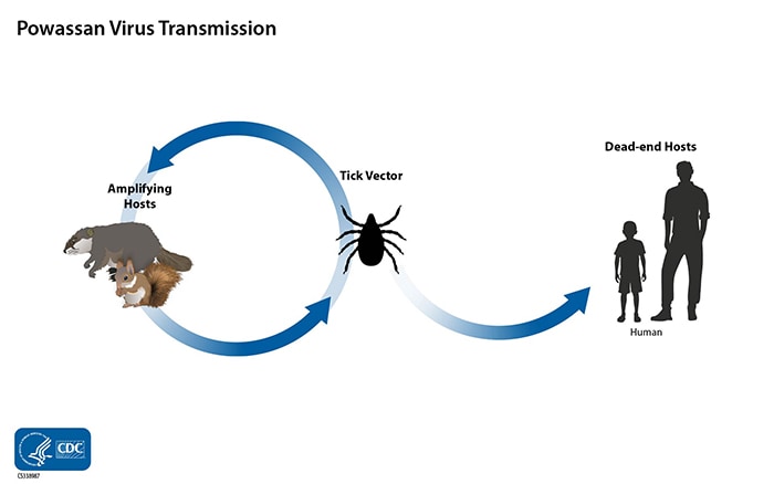 Image of Powassan virus transmission cycle. A woodchuck and squirrel are shown on opposite sides of a circle to a tick with arrows connecting them to represent how Powassan virus cycles between ticks and small mammals. Woodchucks, squirrels, and other small mammals are considered amplifying hosts. Another arrow outside of the circle connects the tick to a human adult and child to show how ticks infect humans with the virus. The human is a dead end host because it does not pass on the virus.