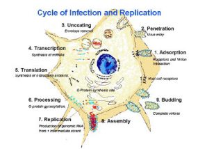 Diagram displaying the cycle of infection and replication for the rabies virus