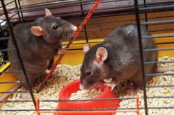 Image of rats in cage.