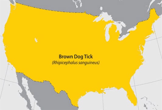 Map of the United States highlighting in yellow where the Brown Dog Tick can be found.  The entire map is highlighted in yellow.