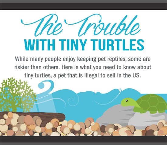 trouble with turtles