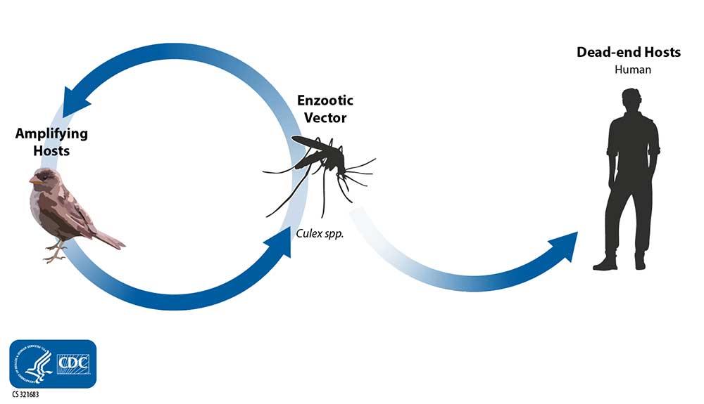 St. Louis encephalitis virus cycles between mosquitioes (primarily Culex species) and birds.