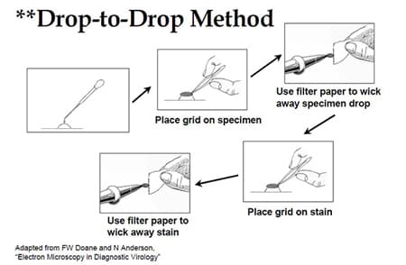 Figure 1: Drop-to-Drop Method illustration outlined in section 2.B, for previously fixed specimens.
