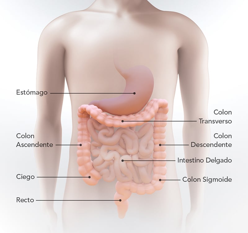 Diagrama del estómago, intestino delgado, ciego, colon ascendente, colon transverso, colon descendente, colon sigmoide y recto.