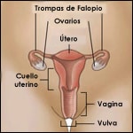 Diagrama del aparato reproductor femenino que muestra las trompas de Falopio, los ovarios, el  útero, el cuello uterino, la vagina y la vulva.