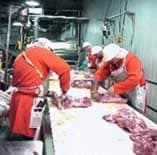 Trabajadores cortando carnes en un matadero.