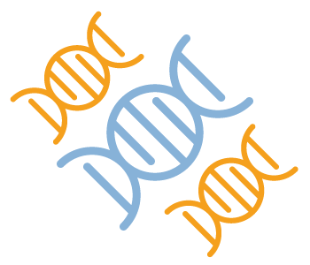 An outline of three DNA strands, two in orange and one in blue