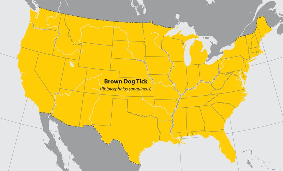 Approximate distribution of the Brown dog tick