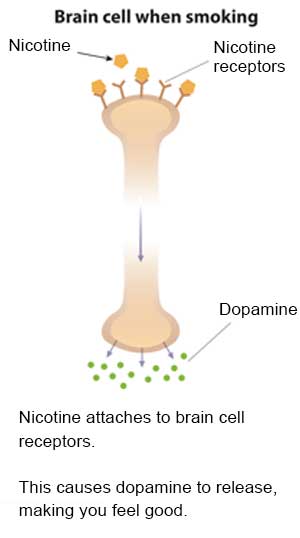 Slide 2 - Illustration of a brain cell when smoking showing nicotine, nicotine receptors and dopamine.  Nicotine attaches to brain cell receptors.  This causes dopamine to release, making you feel good.