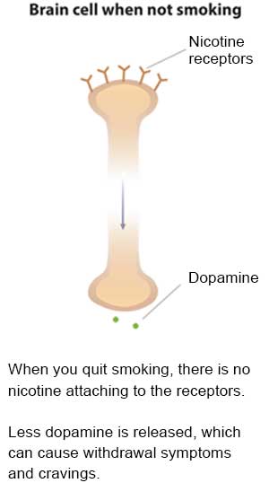 Slide 3 - Illustration of brian cell when not smoking. Showing nicotine receptors and dopamine response