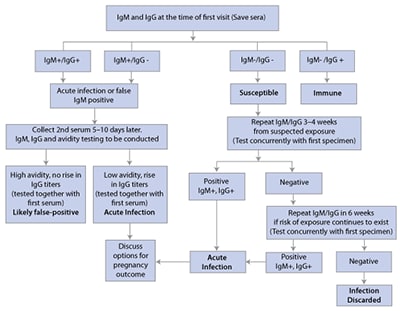 Algorithm for serologic evaluation of pregnant women exposed to rubella as discussed in this section