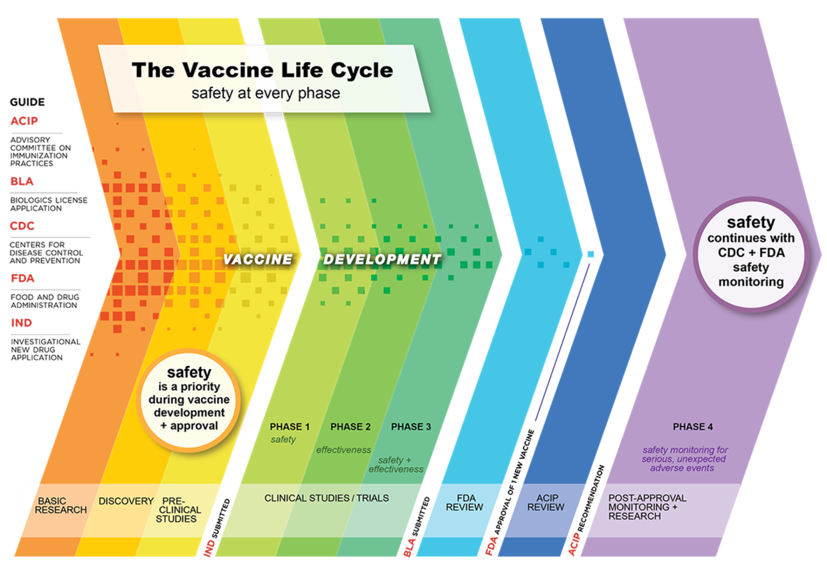 illustration of the vaccine life cycle, safety at every phase, as described in text body