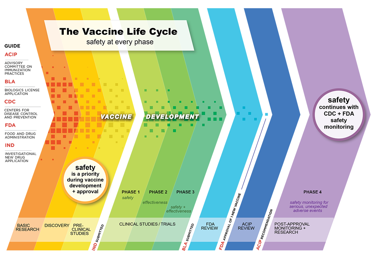 Vaccine safety in the United States includes safety measures at every phase of vaccine development and approval, and ongoing safety monitoring once vaccines are in use.