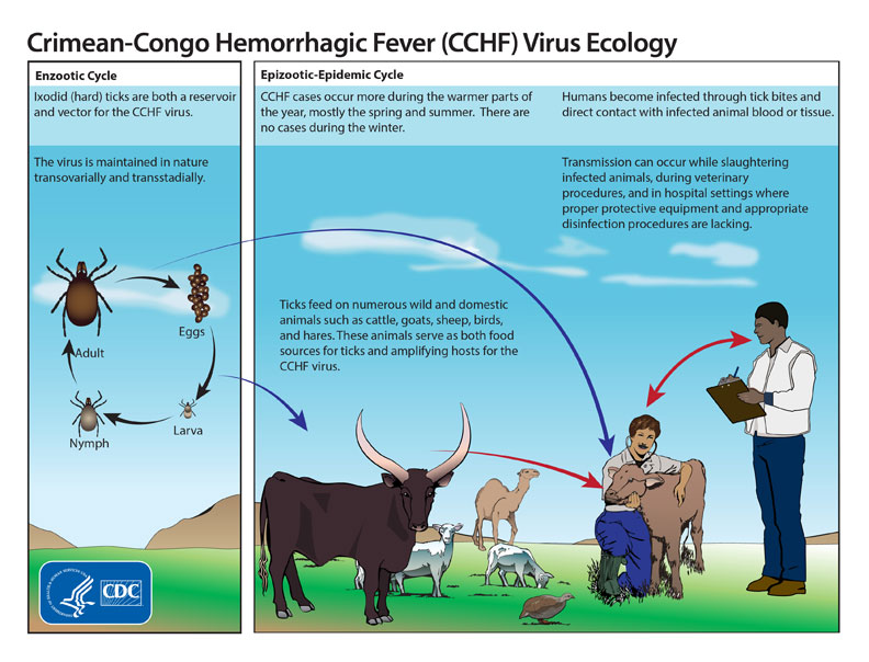 This graphic shows the life cycle of the Crimean-Congo hemorrhagic fever virus. Hard ticks are both a reservoir and vector for the CCHF virus. Humans become infected through tick bites and through direct contact with infected animal blood or tissue. The ticks feed on numerous wild and domestic animals, like cattle, goats, sheet and hares. Transmission of the virus can occur during slaughtering of infected animals, during veterinary procedures, and in hospital settings
