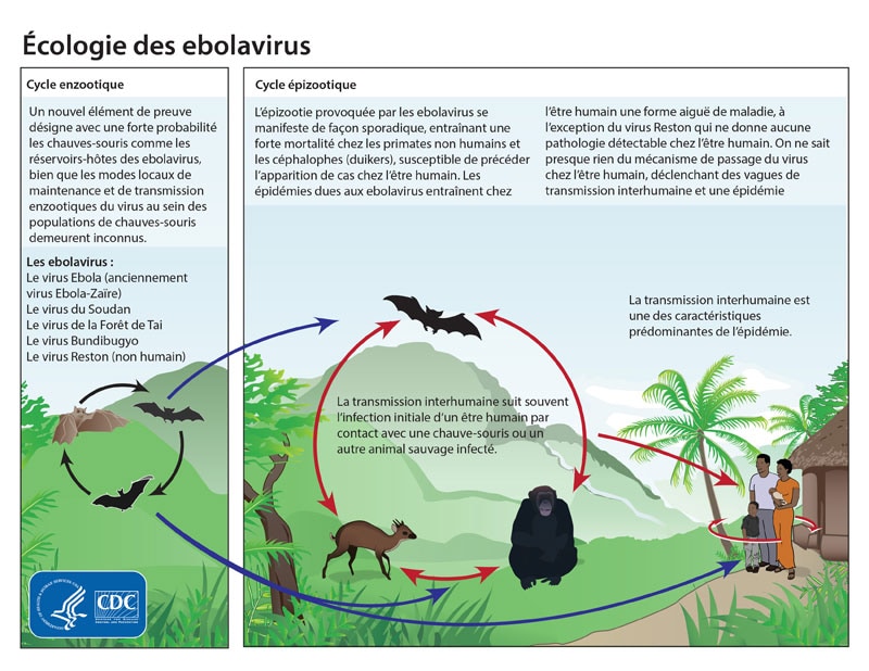 Graphic showing the life cycle of the ebolavirus.
