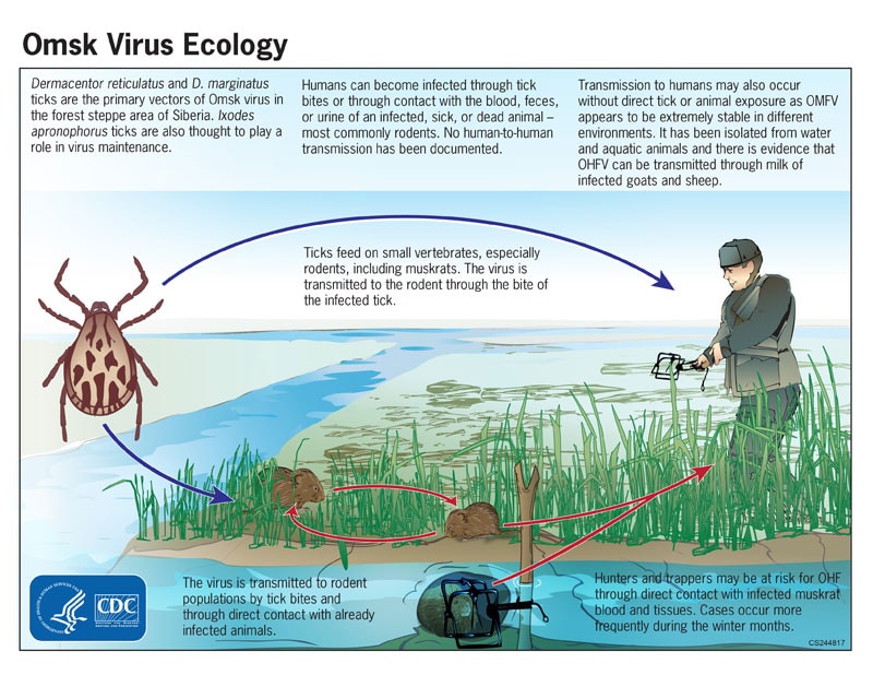 graphic showing the ecological cycle for Omsk hemorrhagic fever virus (OHFV)