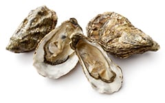 4 oysters on white background