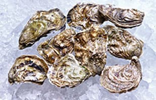 Image of Oysters on ice