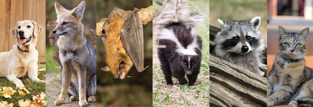 Collage of photos showing the following animals: dog, fox, bat, skunk, raccoon, and house cat.