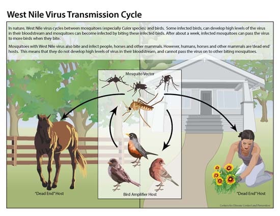 Image of the West Nile virus transmission cycle. The image is divided into two sides with a box in the middle. Inside the box there are images of mosquitoes on the top and birds on the bottom with arrows going from the mosquitoes to the birds and then from the birds to the mosquitoes. Mosquitoes transmit disease and birds are amplifier hosts. There is an arrow going from the mosquitoes to the left side of the image where a horse is in a field outside. The horse is a dead end host. There is also an arrow going from the mosquitoes to the right side of the image where there is a woman planting flowers outside of her house. The woman is also a dead end host.
