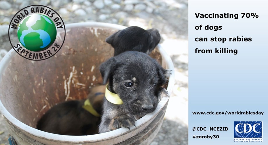 Images puppies in a pail. Vaccinating 70% of dogs can stop rabies from killing.