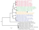 Thumbnail of Phylogenetic tree of complete filovirus genomes (18,795–19,115 nt), including Bombali Ebola virus in Sierra Leone and now Kenya (19,026 nt; black dot). Representative sequences were retrieved from the Virus Pathogen Database and Analysis Resource and aligned with a MAFFT online server (http://mafft.cbrc.jp/alignment/software). The tree was built using the Bayesian Markov Chain Monte Carlo method, using a general time reversible model of substitution with gamma-distributed rate varia