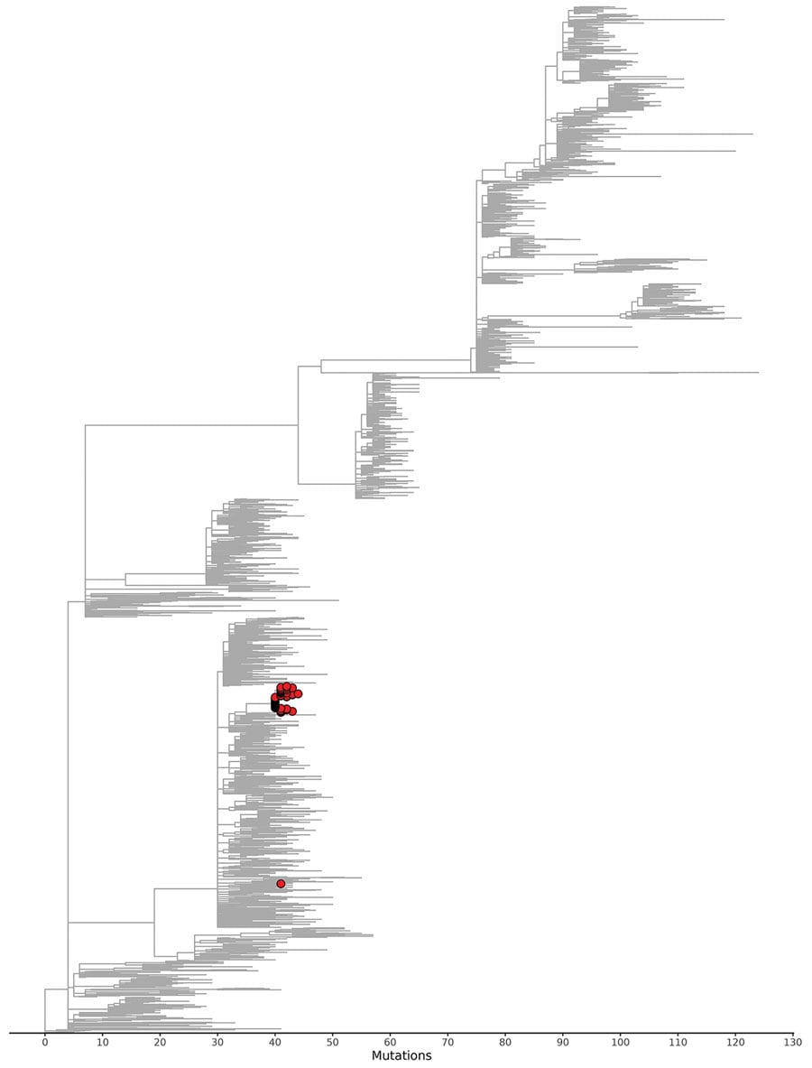 The subtree of the global SARS-CoV-2 phylogenetic tree in Figure 3 that contains all outbreak patient sequences contains few nonoutbreak sequences, showing that the outbreak in Hesse, Germany, 2021, was effectively contained. Three international sequences are included (2 from the United States, 1 from Austria), as well as 8 sequences that are from outside of the defined outbreak time period and 16 from outside the geographic region but still within Germany.